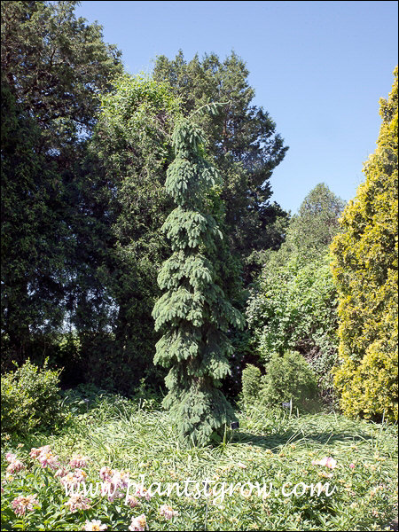 Tall narrow trees with weeping or draping branches.